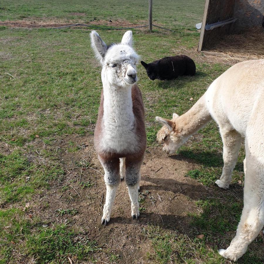 The Alpaca B&B Chalais  Kültér fotó