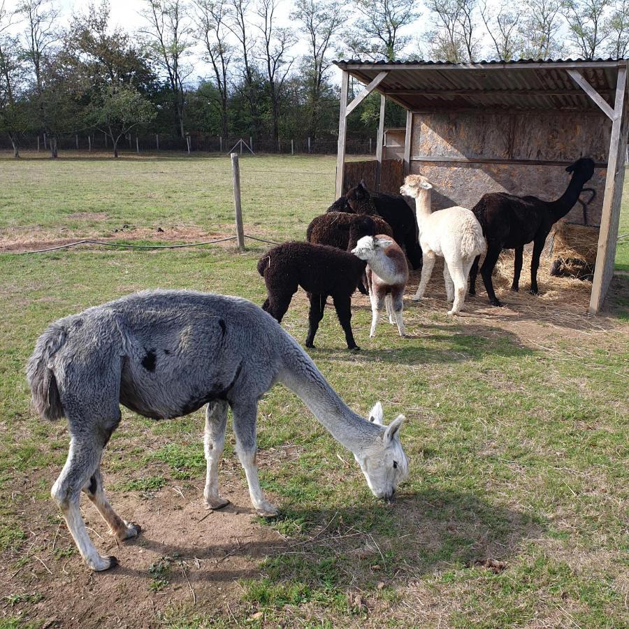 The Alpaca B&B Chalais  Kültér fotó