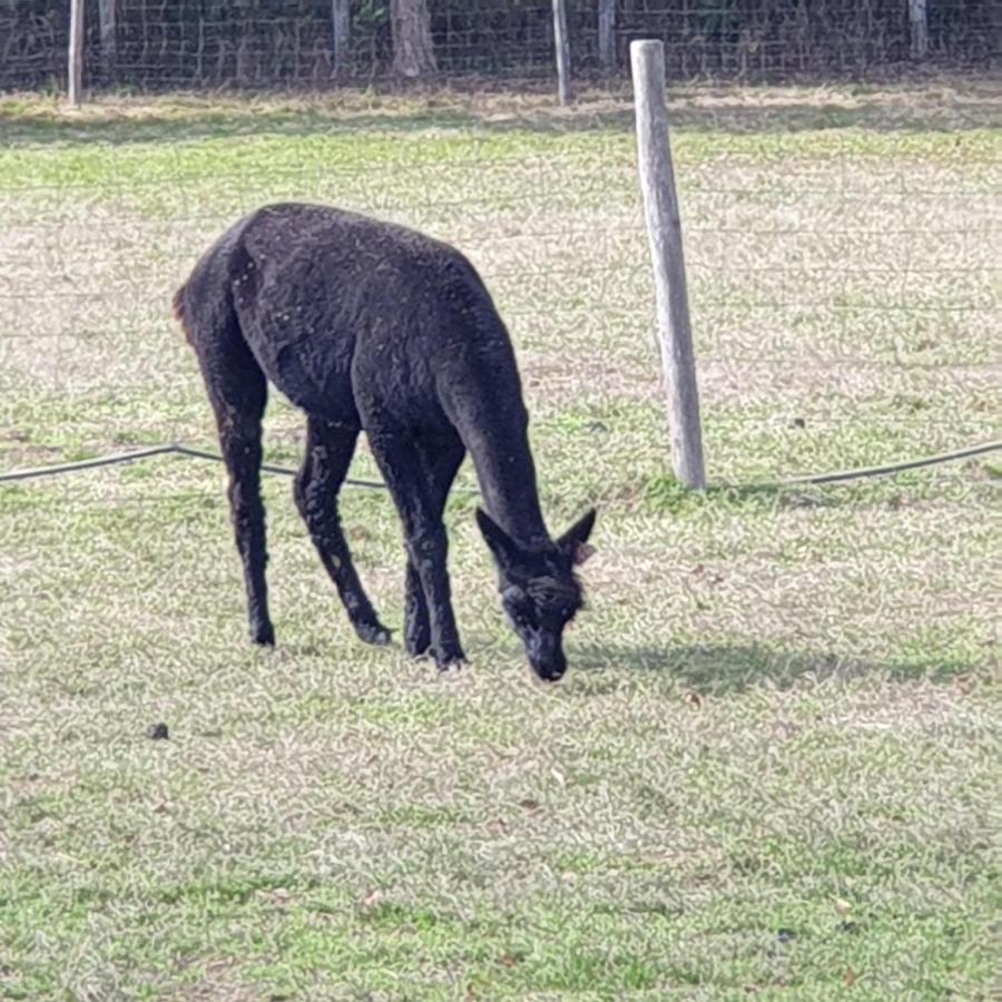 The Alpaca B&B Chalais  Kültér fotó