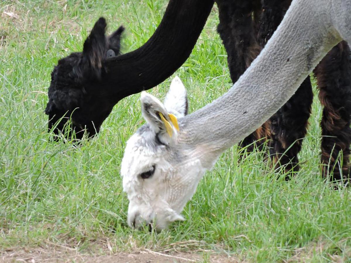 The Alpaca B&B Chalais  Kültér fotó
