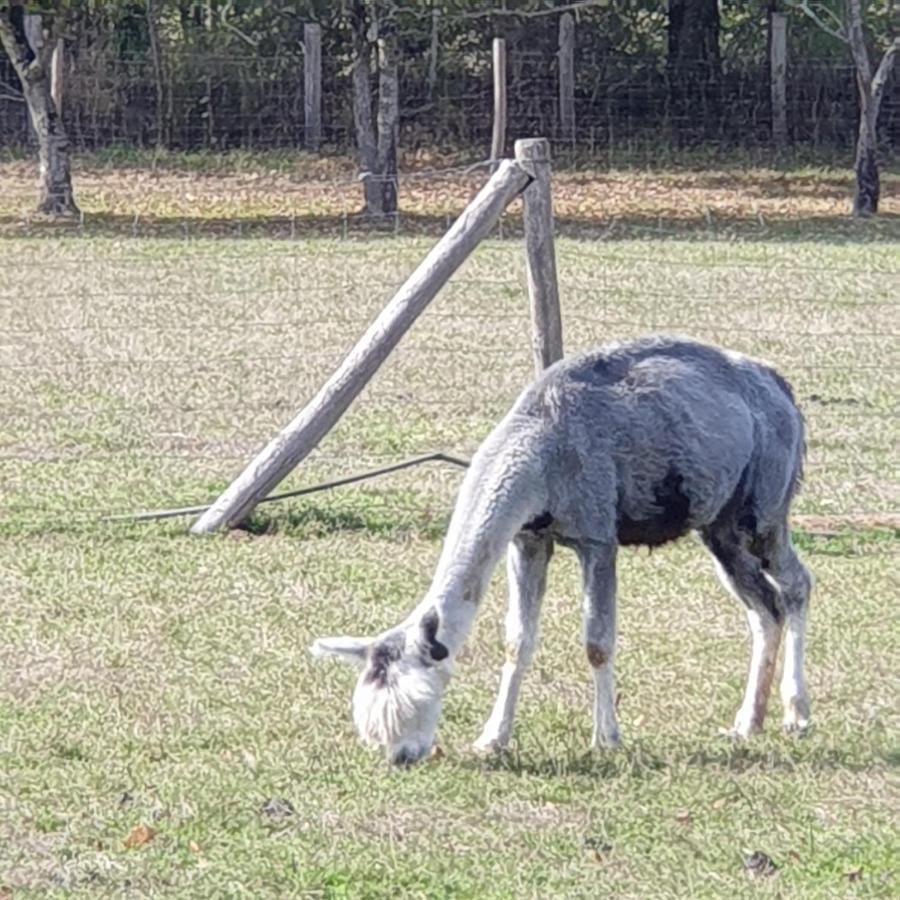 The Alpaca B&B Chalais  Kültér fotó