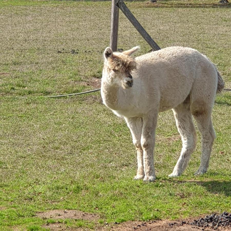 The Alpaca B&B Chalais  Kültér fotó