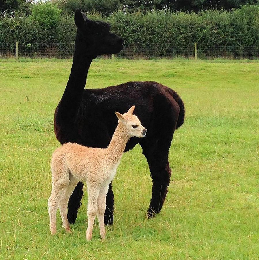 The Alpaca B&B Chalais  Kültér fotó
